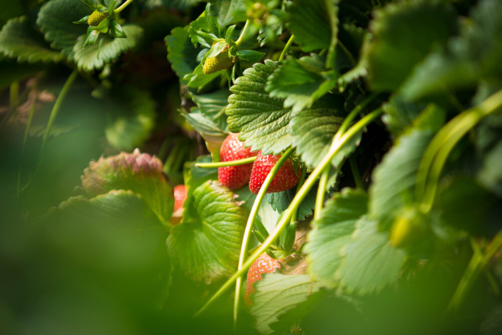 MoroccoTerroir: Messem, Morocc...