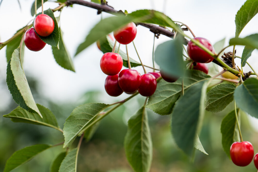 Passion for quality100% transp...