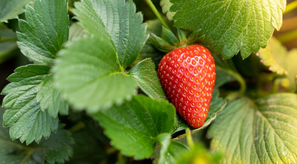 Challenges and future of IQFWh...