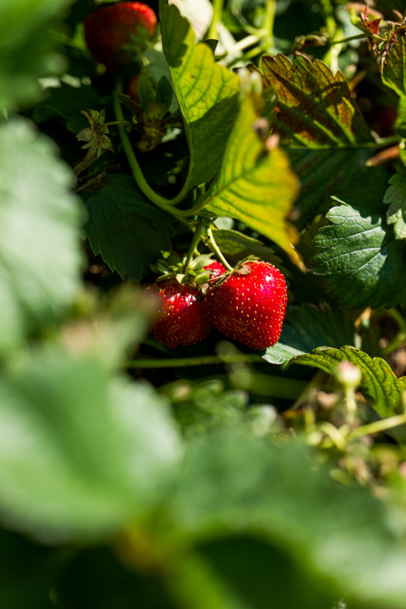 Strawberry