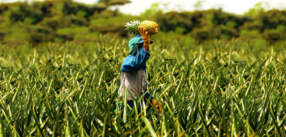The pineapple journeyFollow th...