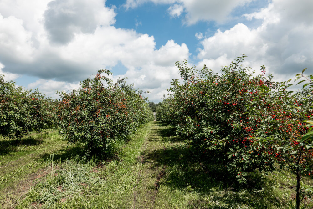 From our fields to your fork01...