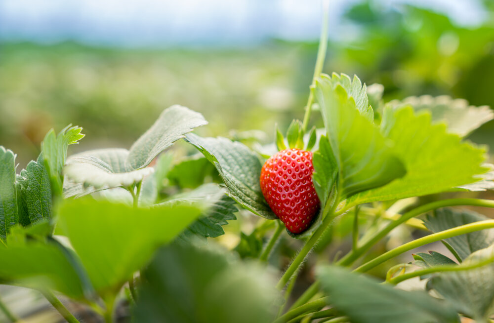 When it comes to nutrition, th...