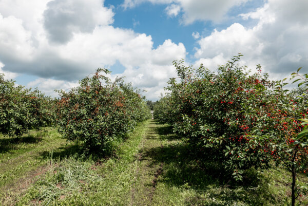 Sour cherry