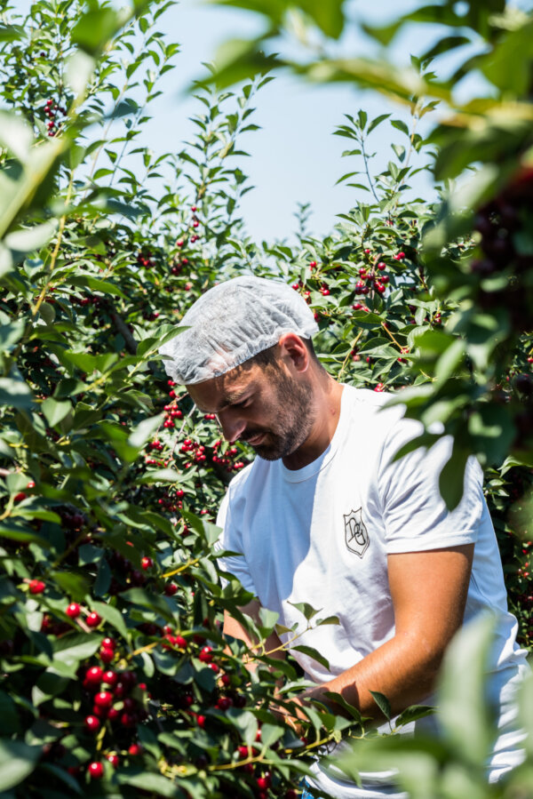 Sour cherry